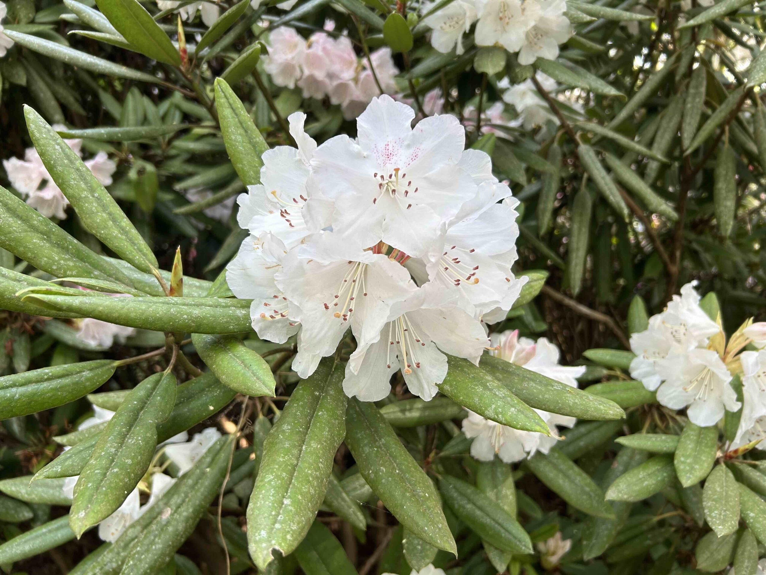 今が見頃🌺しゃくなげの森🌳 - SMO南小国